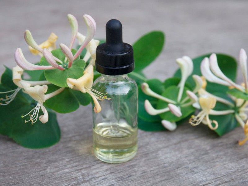 Chiết xuất Kim ngân hoa / Honeysuckle Extract